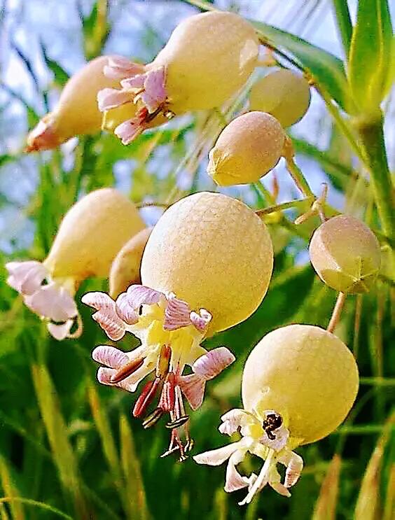 白玉草～铃铛般美丽的花朵