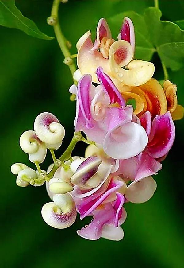 蜗牛藤~花蕾形似蜗牛低圆锥形的壳,故而得名。 蜗牛藤~花蕾形似蜗牛低圆锥形的壳,故而得名。