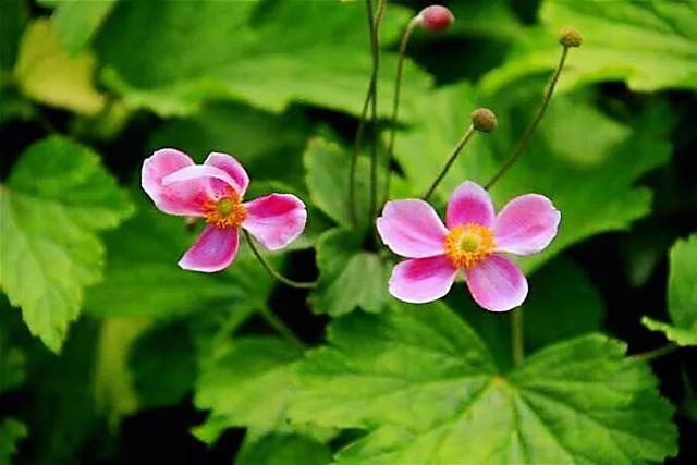 大火草～花朵淡粉红色或白色，素雅大方，可用来美化环境