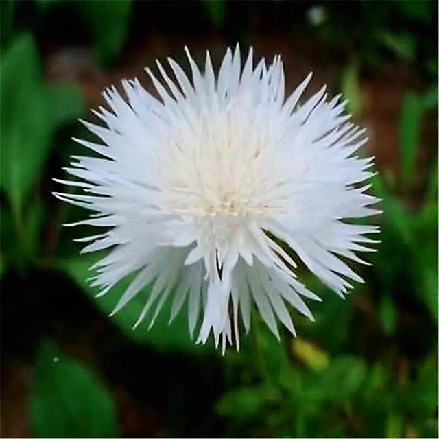 香矢车菊香香的花儿开了