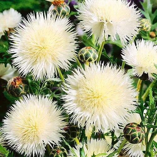 香矢车菊 · 香香的花儿开了 香矢车菊 · 香香的花儿开了