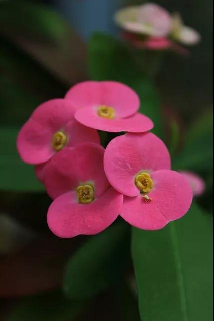 虎刺梅/铁海棠花