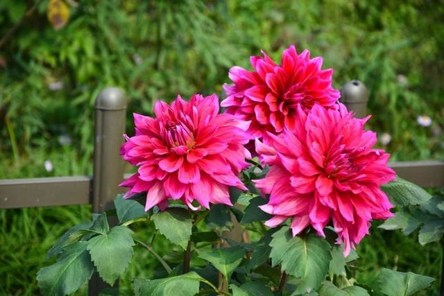 美丽的天竺牡丹，花色多花期长，真好看