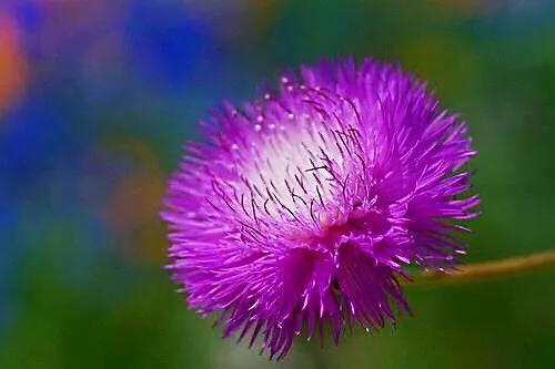 香矢车菊 · 香香的花儿开了 香矢车菊 · 香香的花儿开了