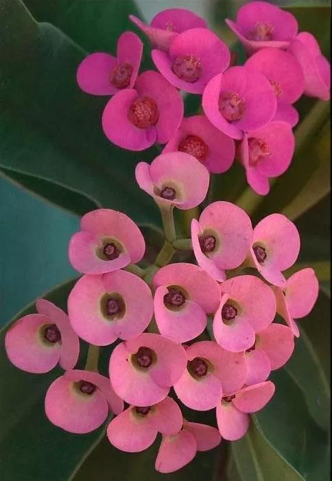 虎刺梅/铁海棠花