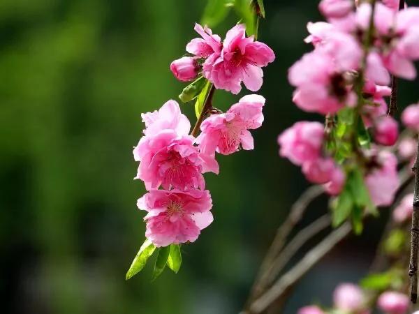 常见碧桃花品种举例