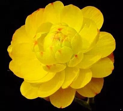 花毛莨～株姿玲珑秀美，花色丰富艳丽