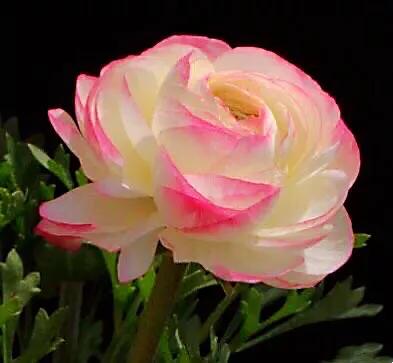 花毛莨～株姿玲珑秀美，花色丰富艳丽