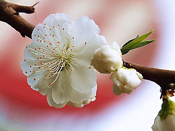 常见碧桃花品种举例