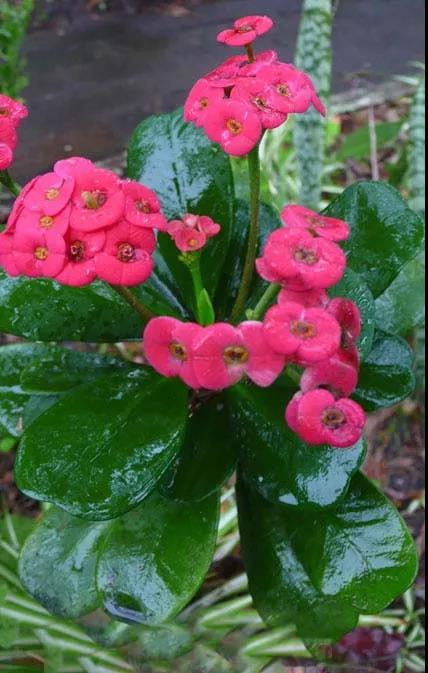 虎刺梅/铁海棠花