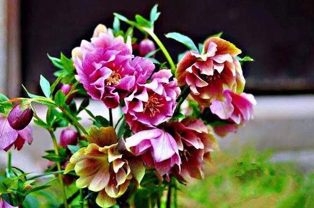 嚏根草~既可以观叶,也可以观花的常绿植物 嚏根草~既可以观叶,也可以观花的常绿植物