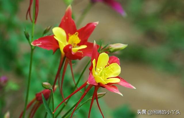 耧斗花开色彩缤纷，叶奇花美胜利之誓