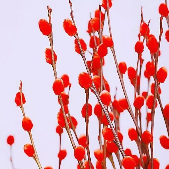 银柳～玉树银花满目春