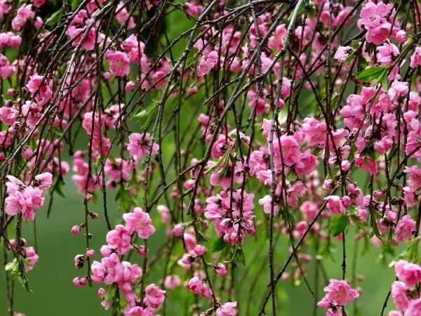 常见碧桃花品种举例