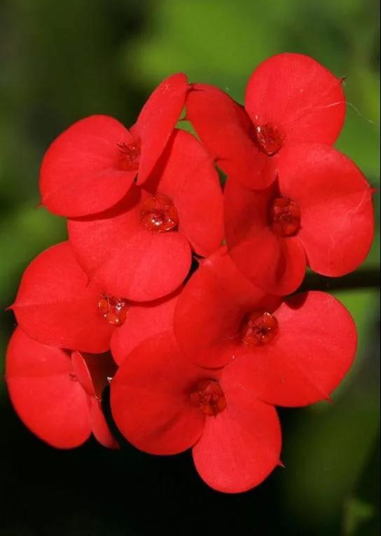 虎刺梅/铁海棠花