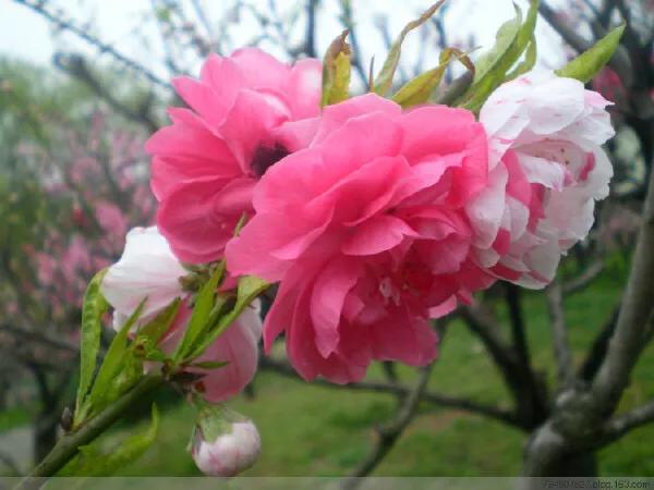 常见碧桃花品种举例