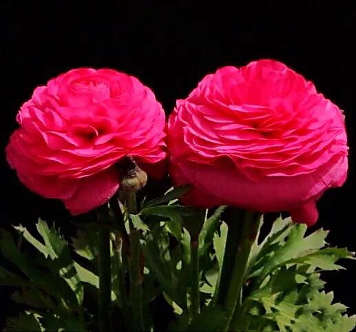 花毛莨～株姿玲珑秀美，花色丰富艳丽