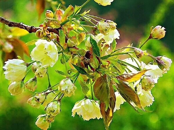 美在春天~淡绿淡黄的郁金樱 美在春天~淡绿淡黄的郁金樱