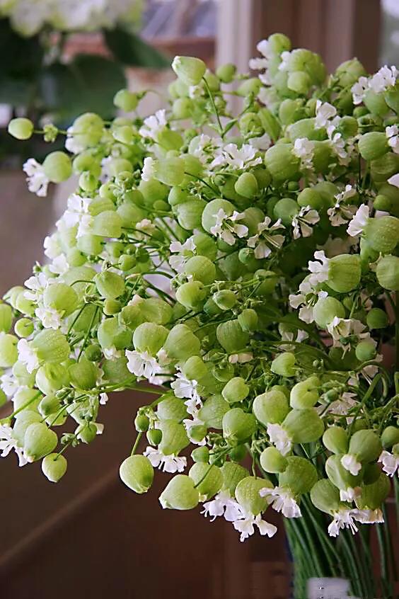 白玉草～铃铛般美丽的花朵