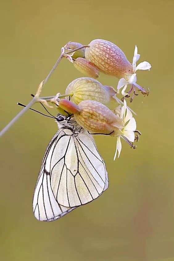 白玉草～铃铛般美丽的花朵