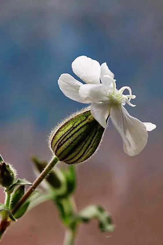 白玉草～铃铛般美丽的花朵
