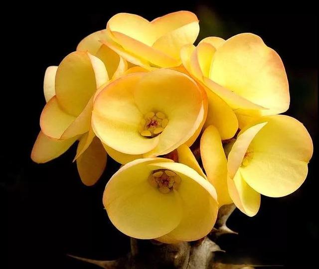 虎刺梅/铁海棠花