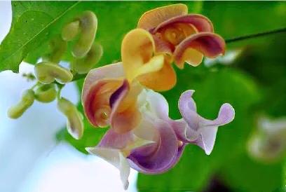 蜗牛藤~花蕾形似蜗牛低圆锥形的壳,故而得名。 蜗牛藤~花蕾形似蜗牛低圆锥形的壳,故而得名。