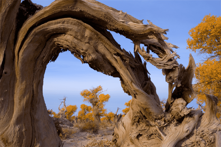 云游中国 | “云游”新疆伊吾，感受胡杨林的壮美