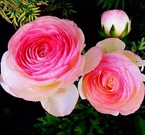 花毛莨～株姿玲珑秀美，花色丰富艳丽