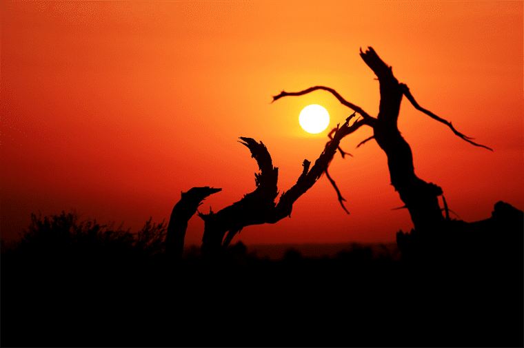 云游中国 | “云游”新疆伊吾，感受胡杨林的壮美