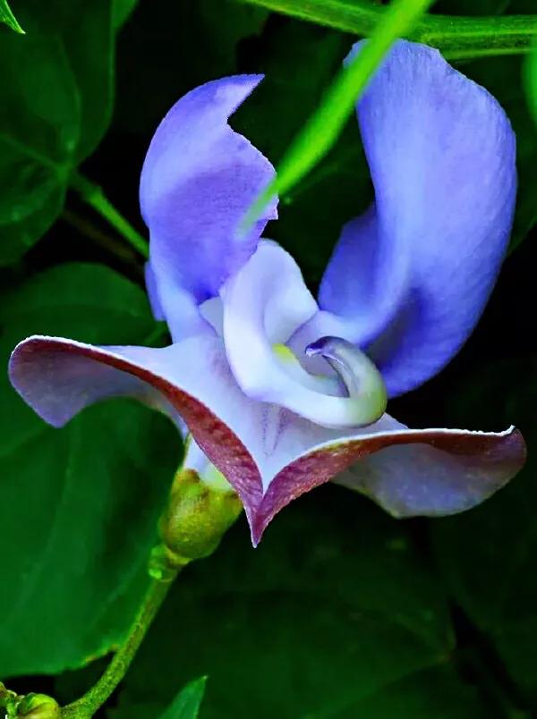 蜗牛藤~花蕾形似蜗牛低圆锥形的壳,故而得名。 蜗牛藤~花蕾形似蜗牛低圆锥形的壳,故而得名。