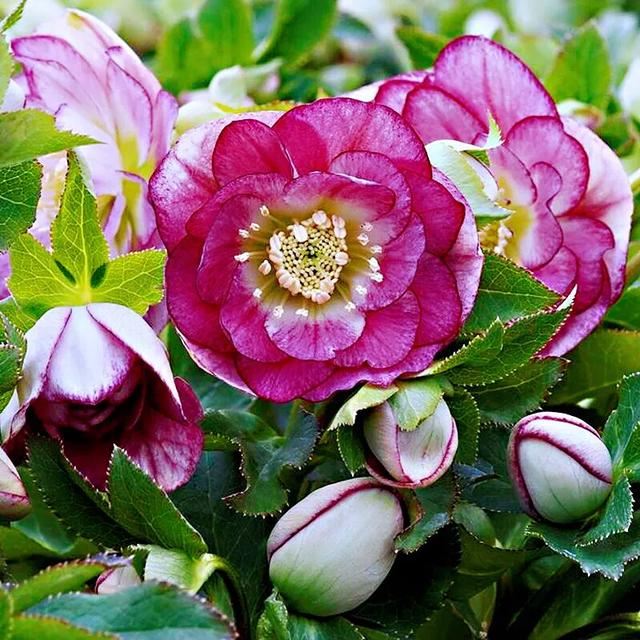 嚏根草~既可以观叶,也可以观花的常绿植物 嚏根草~既可以观叶,也可以观花的常绿植物