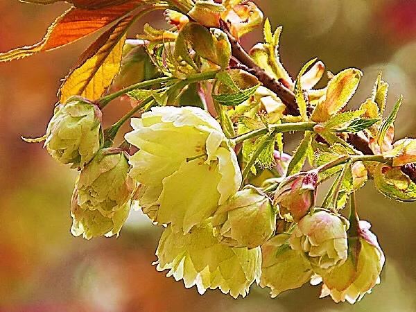 美在春天~淡绿淡黄的郁金樱 美在春天~淡绿淡黄的郁金樱