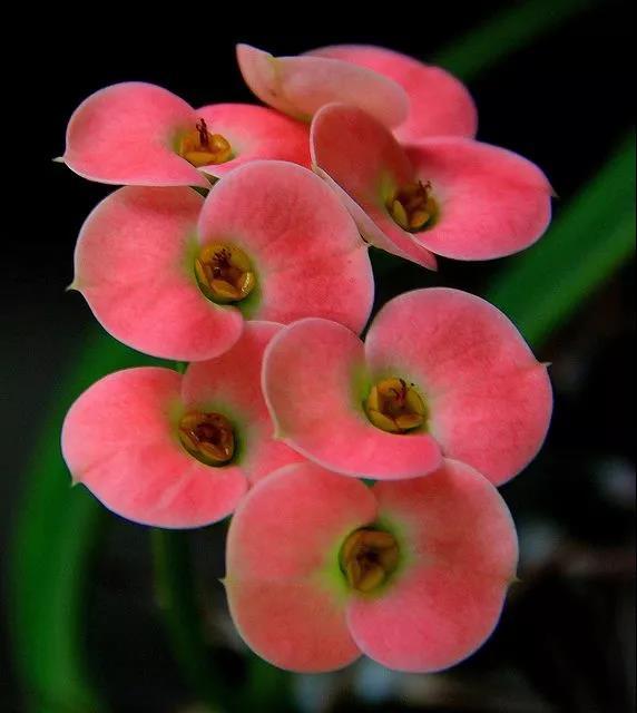 虎刺梅/铁海棠花