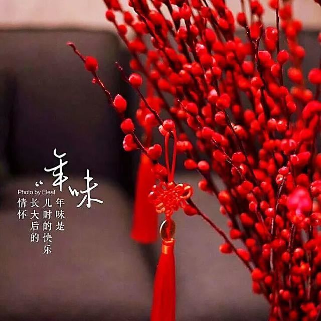 银柳～玉树银花满目春