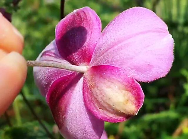 大火草～花朵淡粉红色或白色，素雅大方，可用来美化环境