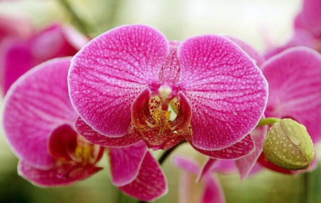 让人垂涎欲滴的蝴蝶兰