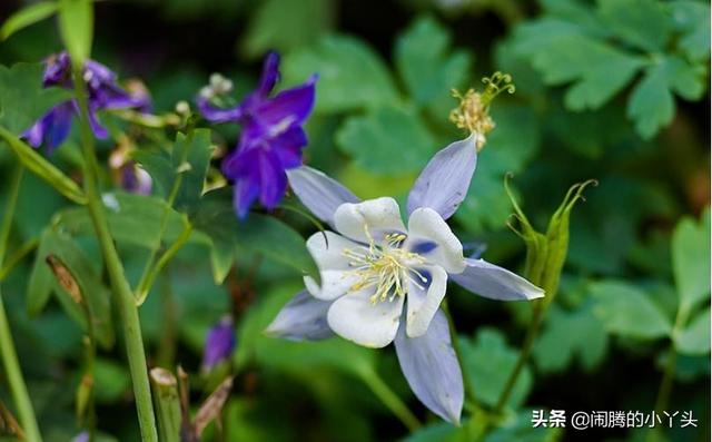 耧斗花开色彩缤纷，叶奇花美胜利之誓