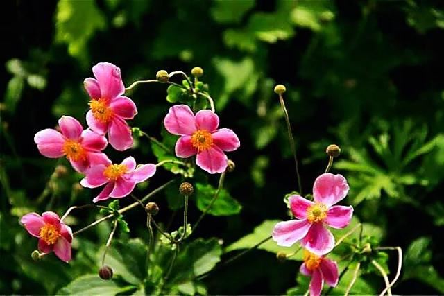 大火草～花朵淡粉红色或白色，素雅大方，可用来美化环境