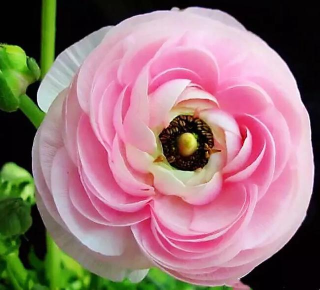 花毛莨～株姿玲珑秀美，花色丰富艳丽