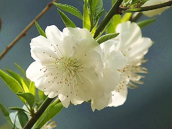 常见碧桃花品种举例