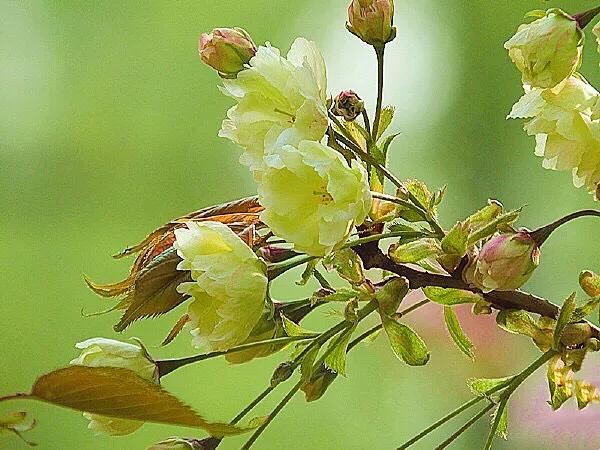 美在春天~淡绿淡黄的郁金樱 美在春天~淡绿淡黄的郁金樱