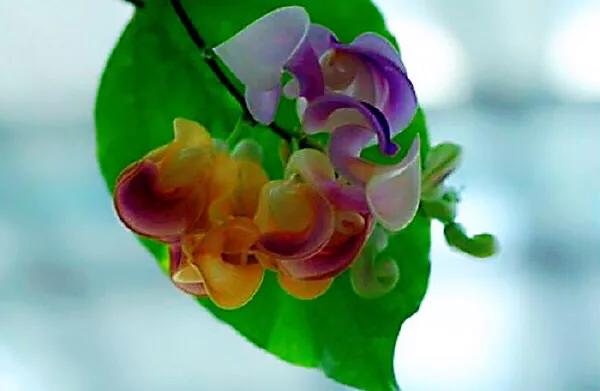 蜗牛藤~花蕾形似蜗牛低圆锥形的壳,故而得名。 蜗牛藤~花蕾形似蜗牛低圆锥形的壳,故而得名。