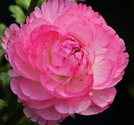 花毛莨～株姿玲珑秀美，花色丰富艳丽