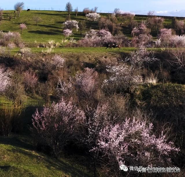 天山深处的小村庄,又是杏花盛开的季节 天山深处的小村庄,又是杏花盛开的季节