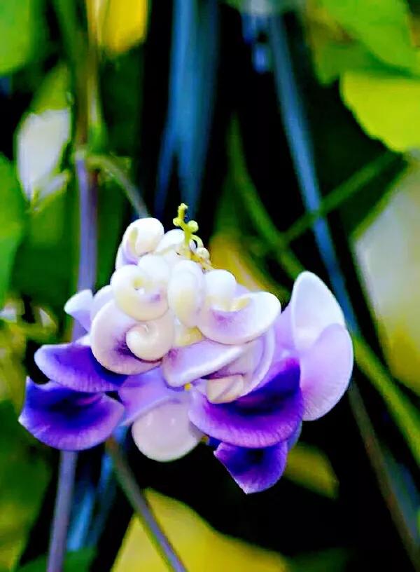 蜗牛藤~花蕾形似蜗牛低圆锥形的壳,故而得名。 蜗牛藤~花蕾形似蜗牛低圆锥形的壳,故而得名。