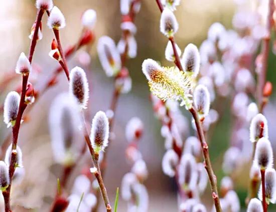 银柳～玉树银花满目春