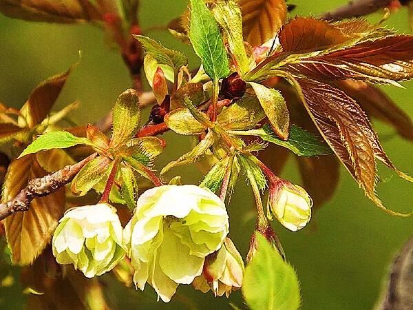 美在春天~淡绿淡黄的郁金樱 美在春天~淡绿淡黄的郁金樱