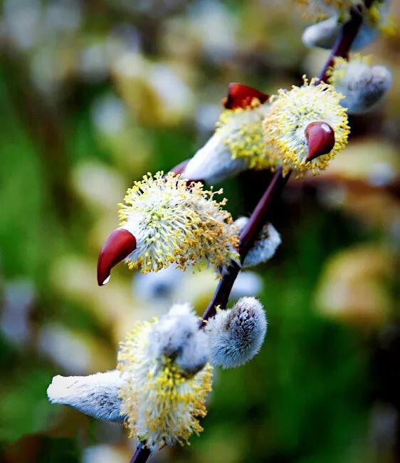 银柳～玉树银花满目春