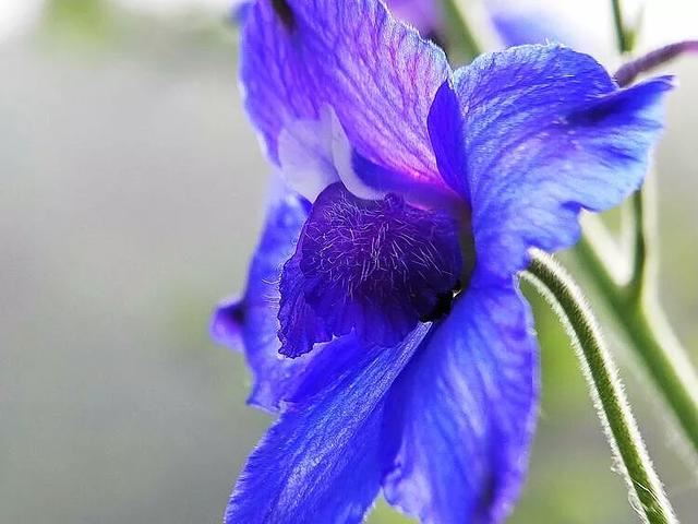 翠雀～花形如飞燕，花色多为蓝紫或淡紫，是珍贵的蓝色花卉资源